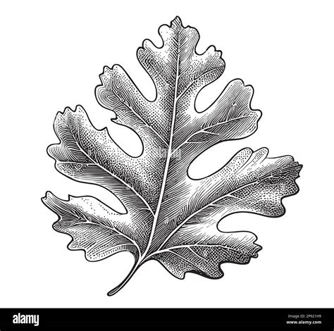 Hoja De Roble Dibujado A Mano Boceto Ilustraci N Vectorial En Estilo