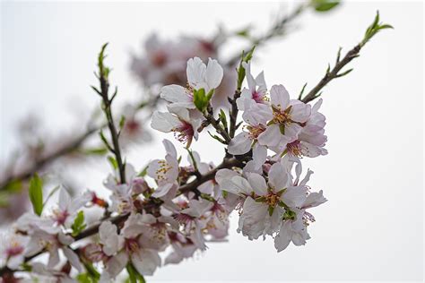 Sakura Kwiaty Wi Ni Bia E Darmowe Zdj Cie Na Pixabay Pixabay