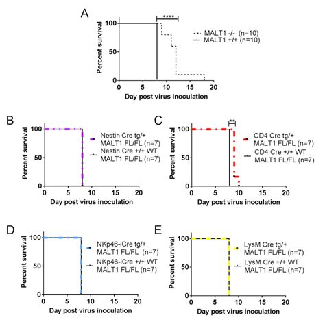 Impact Of Specific Inactivation Of Malt In T Cells Myeloid Cells Nk