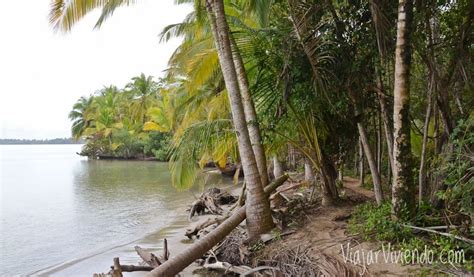 C Mo Llegar A Playa Estrella En Bocas Del Toro Gu A De Viaje