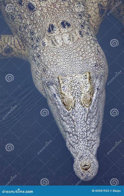 Light Coloured Crocodile Close Up of Head Stock Image - Image of head ...