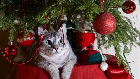 Il Posto Migliore Dove Mettere L Albero Di Natale Se Hai Un Gatto La