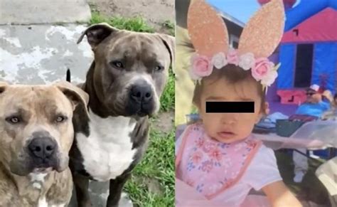 Madre Mata A Su Perro Pitbull Para Salvar La Vida De Su Beb De Un A O