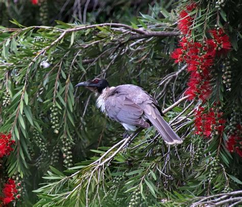 Friarbird Symbolism Meaning Totem Spirit Omens World Birds