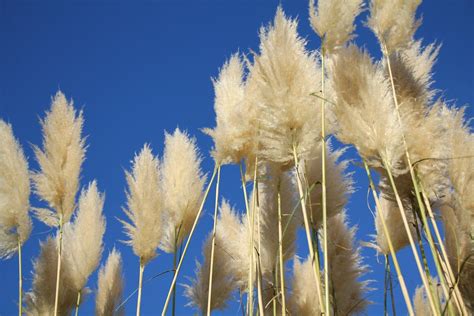 Herbe De La Pampa Planter Et Cultiver Ooreka