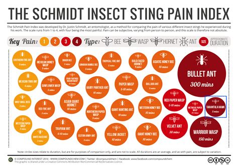 Tarantula Hawk Sting Pain