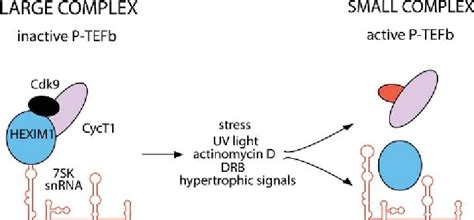 Inhibition Of P Tefb By The Coordinate Actions Of Hexim And Sk Snrna