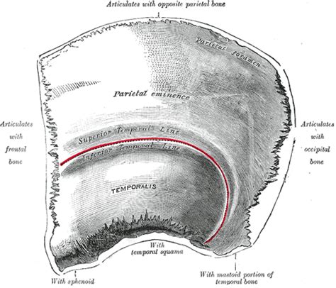 The Parietal Bone - Human Anatomy