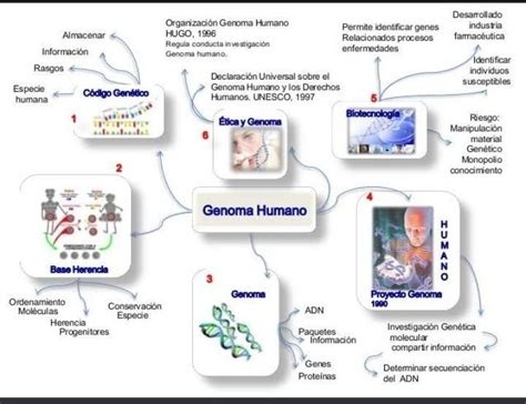 Mapa Conceptual De Los Genes Brainlylat