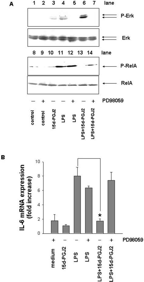 The Inhibitory Effect Of D Pgj On Lps Induced Rela Phosphorylation