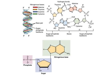 Nucleic Acids Function Examples And Monomers