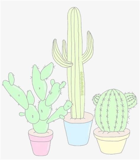 Aesthetics Overlays Cacti Tumblr Drawings Cute San Pedro Cactus