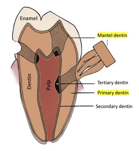 Histology Tooth Development Dentin Pulp Complex Flashcards Quizlet