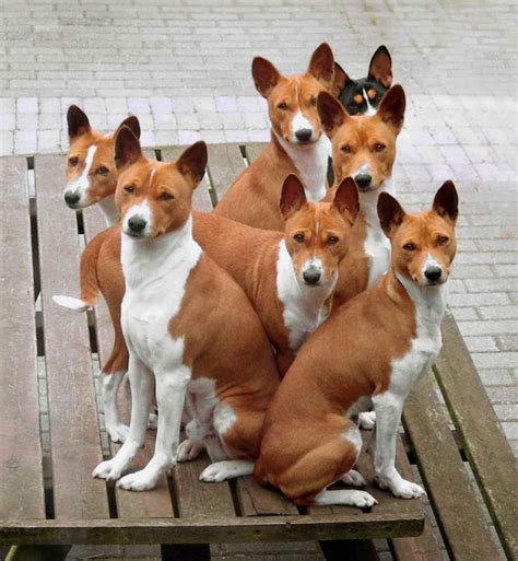 Raza De Perro Basenji Desc Brelo Todo Sobre Estos Canes Wakyma