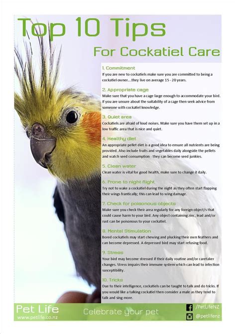 Reasons Why Your Cockatiel Is Losing A Lot Of Feathers Artofit