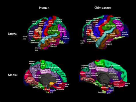 Chimpanzee Brain Diagram