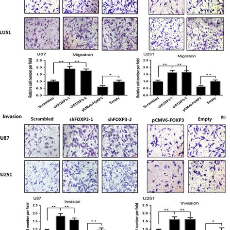 Forkhead Box P Foxp Inhibits Migration Invasion And Regulates