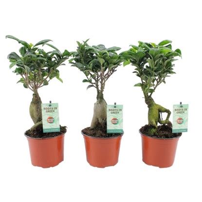 Fikus Microcarpa Ginseng Ficus Microcarpa Wys Cm Don Cm