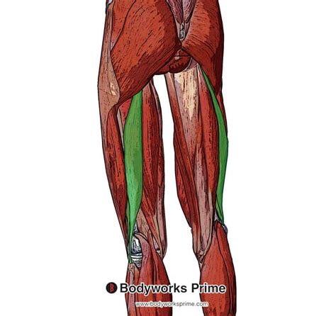 Biceps Femoris Muscle Anatomy Bodyworks Prime