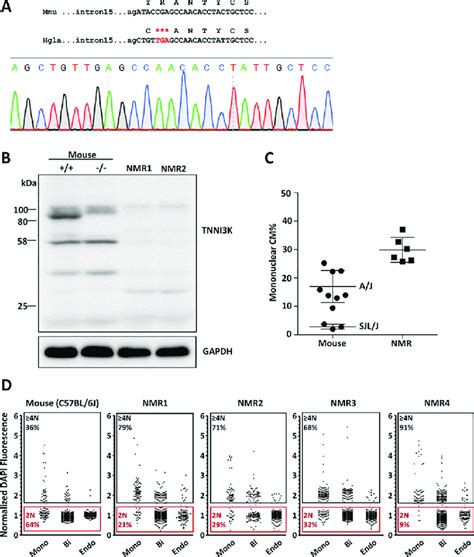 The Tnni K Gene In Naked Mole Rats H Glaber A Genomic Dna Sequence