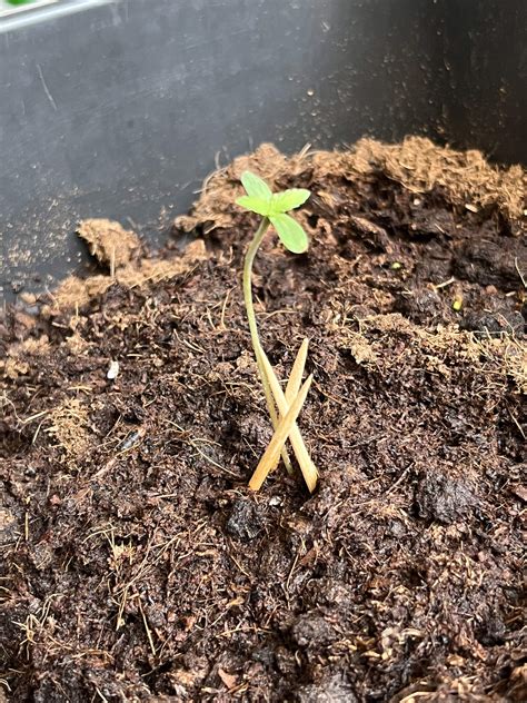 Royal Queen Seeds Orion F Grow Diary Journal Week By Emodyeah