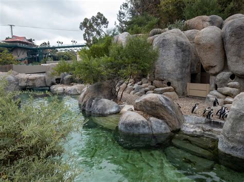 Koalafornias San Diego Zoo Go San Diego