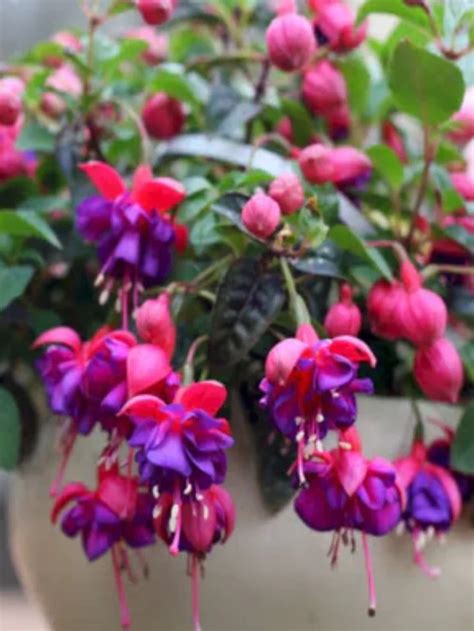 How To Grow Fuchsias Indoors My Home Garden