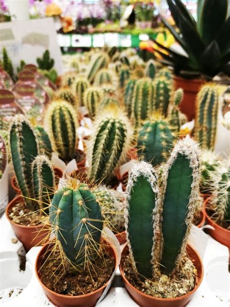 Collection Of Various Cactus And Succulent Plants In Different Pots