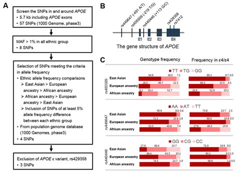 Single Nucleotide Polymorphisms Snps In The Apoe Region Modulate