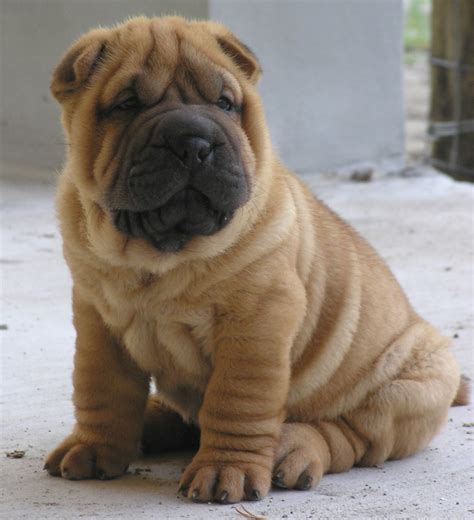 El Rescate09 Razas De Perro Shar Pei