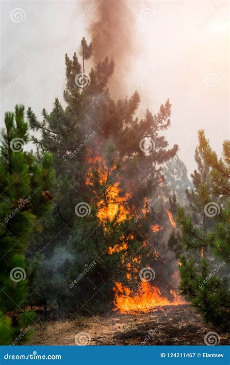 Forest Fire Burned Trees After Wildfire Pollution And A Lot Of Smoke