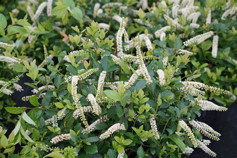 Itea - A Guide for Growing Sweetspire | Garden Design