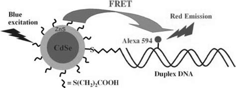 Schematic Representation Of Our QD Dye Labelled DNA FRET System