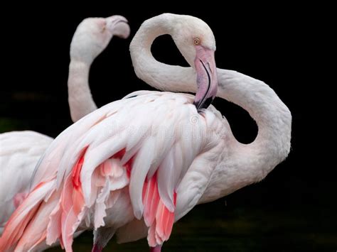 Greater Flamingo Bended Neck Stock Photo Image Of Heart Feather