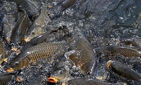 釣魚釣技釣法和運用 每日頭條