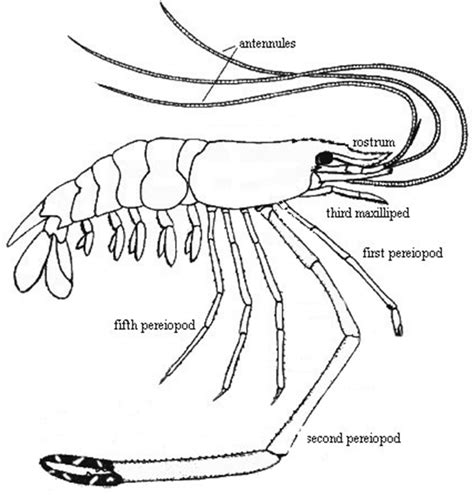 Macrobrachium Rosenbergii Life Cycle