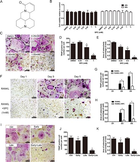 Sophocarpine Attenuates Wear Particle‐induced Implant Loosening By