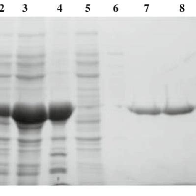 Sds Page Analysis Of Total Protein Extracts Of Transformed E Coli