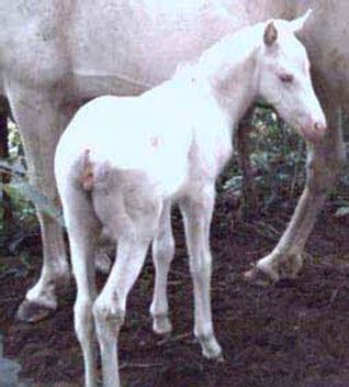 Equine Breeds And Colors Flashcards Quizlet