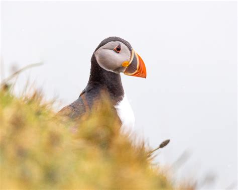 Documenting Wild Orkney | Orkney.com