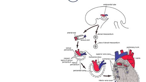 Embryology Of The Heart Heart Tube Dr Ahmed Farid Youtube