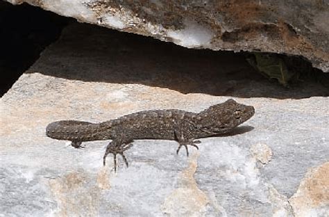 Cyrtopodion Kotschyi Kotschy S Gecko Asfontilitis 23 IV 2013