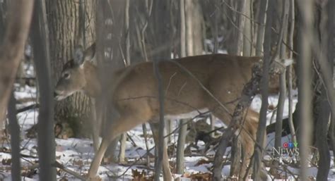 Longueuil scraps deer culling