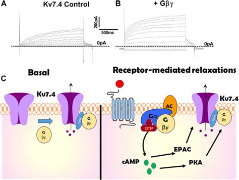 Frontiers G Protein Regulation Of Kcnq Encoded Voltage Dependent K