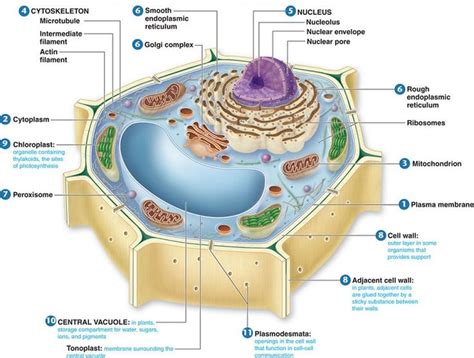 17 Best images about Cell Structure on Pinterest | The plant, Plant science and Plants