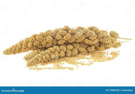 Twigs Of Senegal Millet And Grains Of Millet Isolated On White