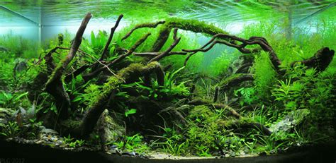 Aquascaping for Beginners: 11 Beautiful Aquatic Plants - Earth911