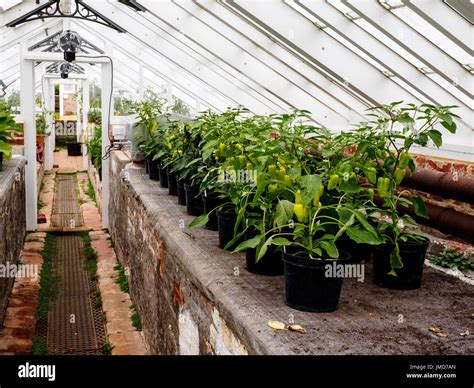 Glasshouse Plants Hi Res Stock Photography And Images Alamy