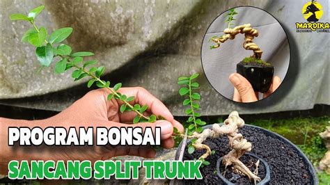 Program Bonsai Sancang Mame Split Trunk Pengepresan Cabang Dan Ganti