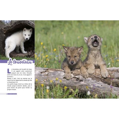 Livre Bebes Animaux Decouvre Le Monde En Photos